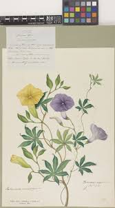Image result for Ipomoea tuberculata