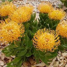 Image result for Leucospermum