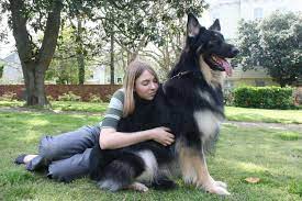 Finde die besten angebote für shiloh shepherd und spare zeit & geld. Shiloh Shepherd Characteristics Appearance And Pictures