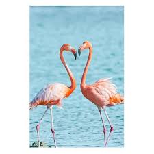 Fine Art Animal Photography Flamingo Flamingos Etsy Flamingo Pictures Animal Photography Flamingo