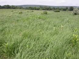 Image result for Sorghastrum fuscescens