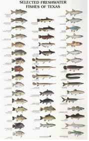 Selected Freshwater Fishes Of Texas Texas Parks And