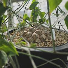 Image result for Dioscorea asteriscus