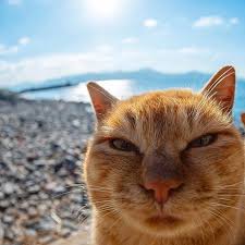 From Yanyam2929 Double Tap Shop For Cat Lovers Meowmeowcatclub Bio Catloversclub Https Kedicats Crazy Cats Cat Photo Cat Lovers