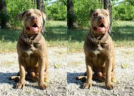 The cost of doberman ear cropping. What Are The Benefits To Cropping Dog Ears Pets Stack Exchange