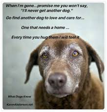 I Ll Never Get Another Pet Dog Poems Dog Quotes Dogs