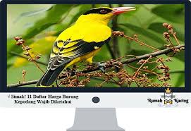 Hal itu mungkin di karenakan burung flamboyan jantan dan betina susah untuk di ternak atau di tangkar. Simak 11 Daftar Harga Burung Kepodang Wajib Diketahui