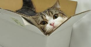 maru and many too small boxes love meow for ultimate cat lovers 猫と箱 子猫 かわいいペット