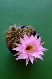 Explore rareynolds1's photos on flickr. 0 Echinopsis Oxygona Free Stock Photos Stockfreeimages