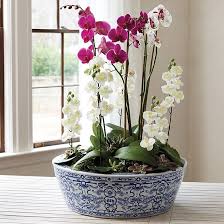Blue White Chinoiserie Planter Ballard Designs In 2021 Blue And White Vase White Planters Blue And White
