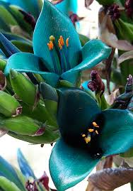 Teal talavera cantina ceramic planter. Puya Alpestris Sapphire Tower Buy Online At Annie S Annuals