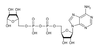 What are the different hr services offered by adp? Adp Ribosylation Wikipedia