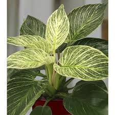 Philodendron Birkin Philodendron Hybrid In 2020 Philodendron Plant Leaves Plants