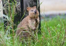 クオッカ（クアッカワラビー）がいる日本の動物園一覧 | zooリサーチ