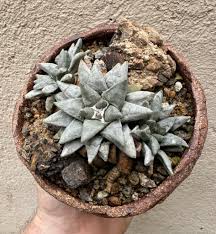 Image result for Streptocarpus arcuatus