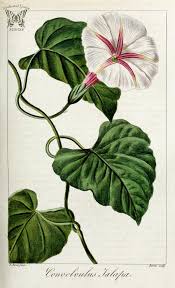 Image result for Ipomoea sinensis