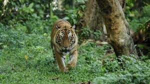 Jawaban tentang berapa jumlah binatang di dalamnya, berkisar dari empat sampai 16. 20 Pantun Teka Teki Ragam Tema Beserta Jawabannya Kumparan Com