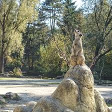 Munich Germany Munchen Deutschland Tierpark Hellabrunn Erdmannchen Meerkat Surikat Tierpark Hellabrunn Tierpark Erdmannchen