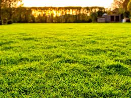 A level lawn is also a healthier lawn! How To Level A Lawn