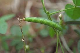 Image result for Teramnus repens