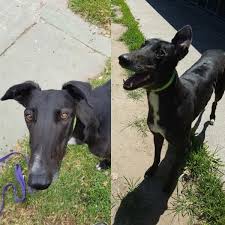 Greyhounds as pets of northeast florida answering service: Bonded Pair Mishka Left Greyhounds As Pets Facebook