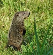 Groundhogs have been known to completely destroy vegetable gardens and farmland. Living With Wildlife Groundhogs Loudoun Wildlife Conservancy