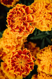 The traditional birth flowers of the month of january are the carnation and the snowdrop. Birth Month Flowers A Guide To Your Birth Flowers And Their Meanings Growing Family