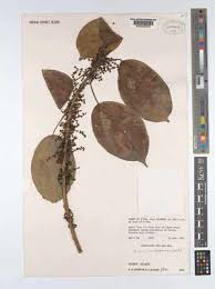 Image result for Scepocarpus