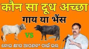 Which Milk Is Best Cow Or Buffalo Which Is Better Cow Or Buffalo Milk Benefits Cow Buffalo Milk Youtube Buffalo milk contains more calcium, better calcium: