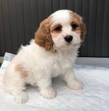 If you are unable to find your companion in our dogs for adoption sections, please consider looking thru the directory of. Breeders And Rescues Finding Your Cavachon Ready Set Puppy