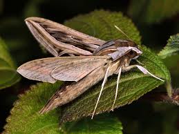 Image result for Hippotion celerio