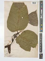 Image result for Oxyanthus pyriformis