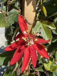 Image result for Passiflora sanguinolenta