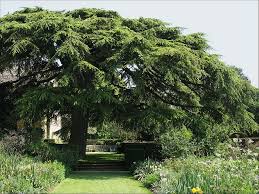 Pin On Lebanon Cedars El Barouk