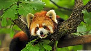 Download red panda wallpaper from the above hd widescreen 4k 5k 8k ultra hd resolutions for desktops laptops, notebook, apple iphone & ipad, android mobiles & tablets. Red Panda Hd Wallpapers Wallpaper Cave