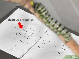 Caterpillars can be found on many varieties of parsley including wild carrot (daucus carota). How To Care For A Black Swallowtail Caterpillar 14 Steps