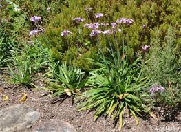 Image result for Tulbaghia cameronii