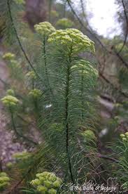 Image result for Hypoxis subspicata