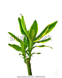 Image result for Dracaena steudneri