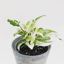 Pin On Our Plants