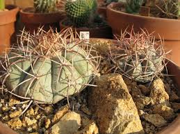R if the republican party candidate won, d if the democratic party candidate won and i if the. On Line Guide To The Positive Identification Of Members Of The Cactus Family