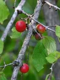 Image result for Feretia aeruginescens