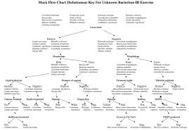 Unknown Flow Chart Microbiology Unknown Flow Chart Rarket