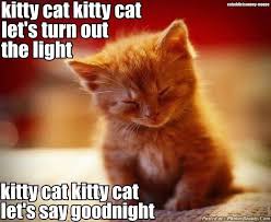 The best saturday memes and images of november 2020. Sunday Evening Cat Quotes Saturday Evening Cat Shaming Album On Imgur Dogtrainingobedienceschool Com