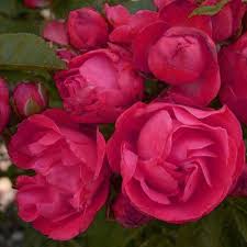 Sending someone flowers is a great way to celebrate a life milestone, such as a graduation, a marriage, a baby, or a new home. Rose Birthday Wishes Superb Plant Flower Gift For 40th 50th 60th 70th Birthday Occasions Buy Online In Chile At Chile Desertcart Com Productid 54521401