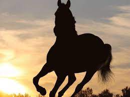 Maybe you would like to learn more about one of these? Pferde Im Vollen Galopp So Sieht Lebensfreude Aus