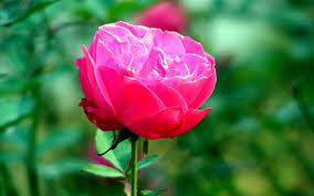 Check spelling or type a new query. Rose Backgrounds For Laptop Hd Wallpaper Wallpaperbetter