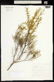 Image result for Acacia adenocalyx