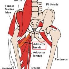 The pads of the machine are situated at the achilles tendon. Upper Leg Muscles Toxinmed