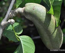 Image result for Tanaecium